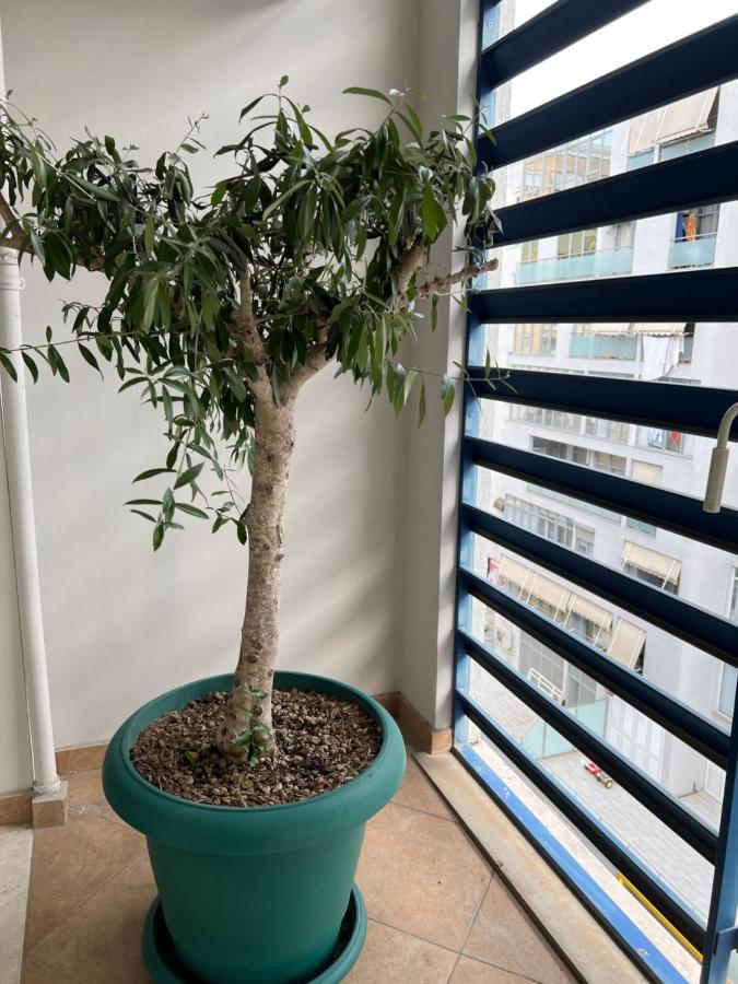 Olive Apartman *
