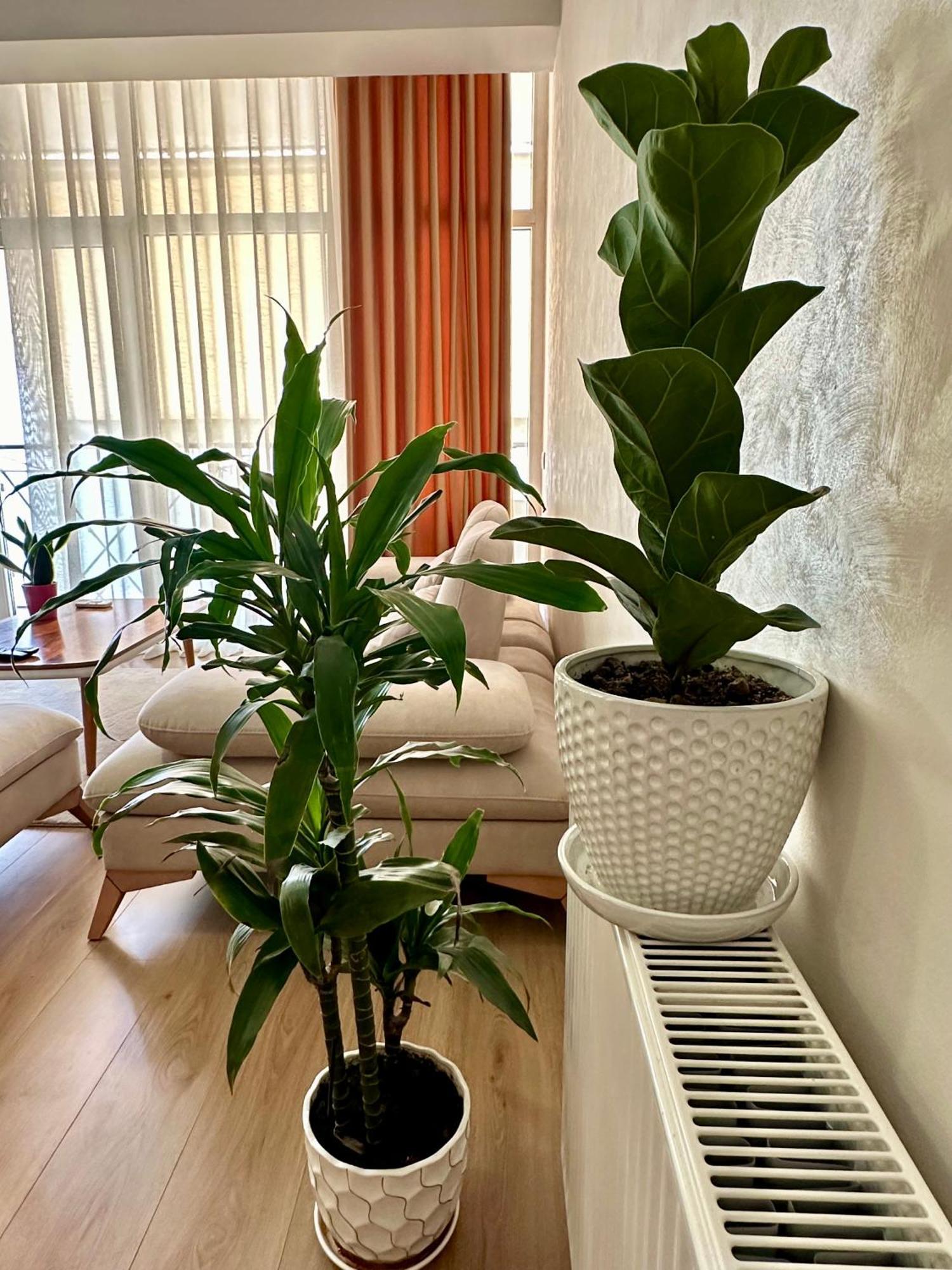 Olive Apartmán *